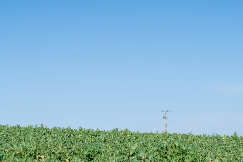 Pole over field, St. Mawes. 2022.